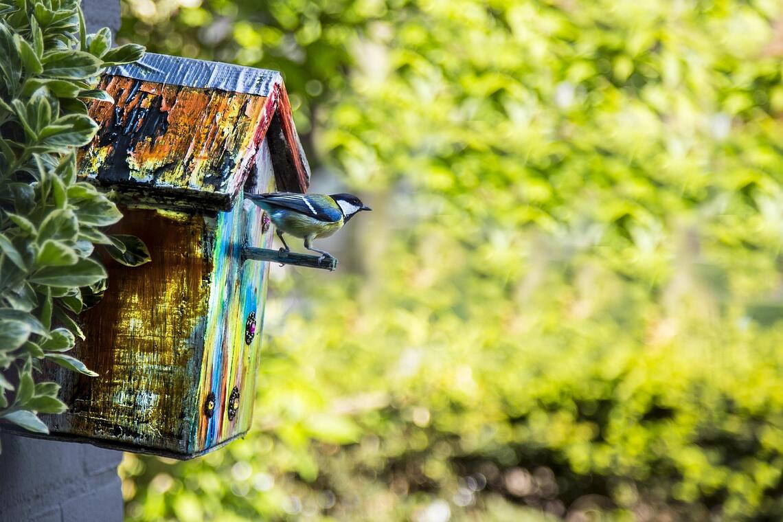 Nichoir oiseau