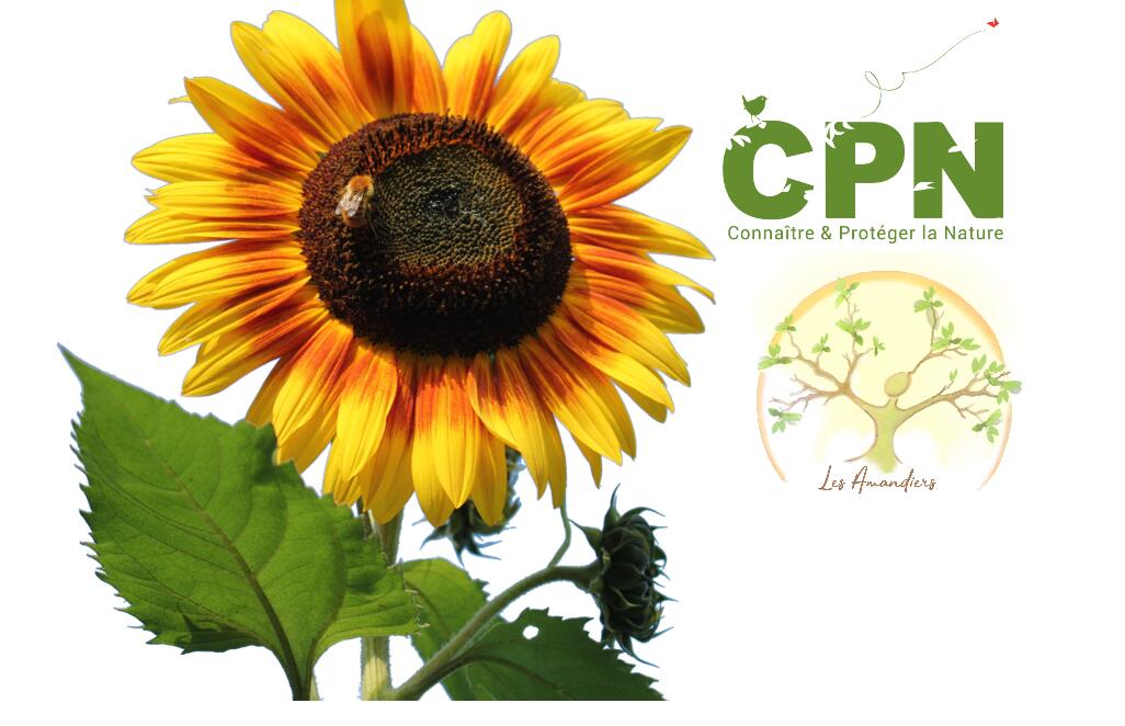 bannière cpn