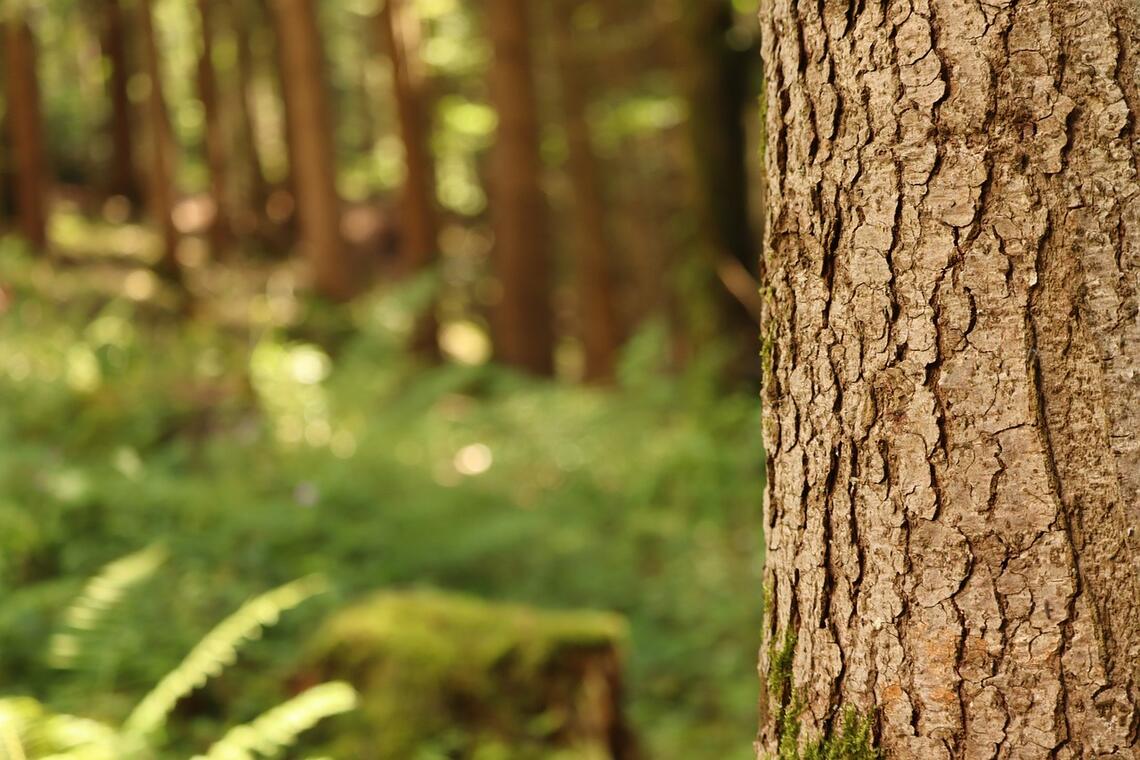 Reconnaissance des arbres en hiver