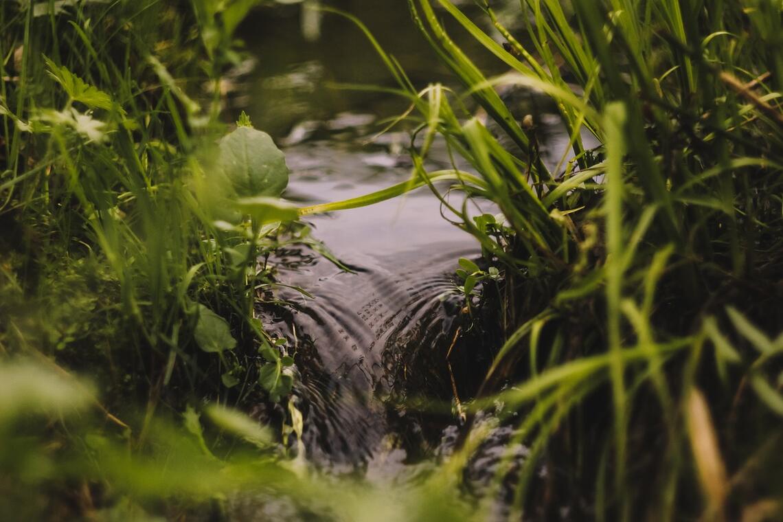 Eau et Biodiversité au Bois des Communes