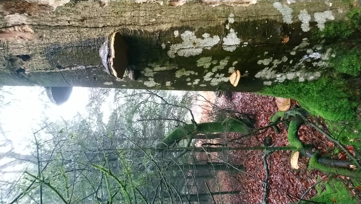 Arbre en forêt de Perseigne