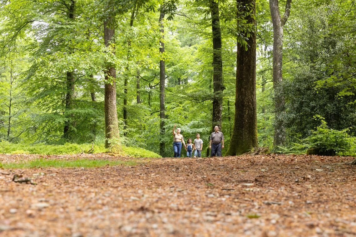 Forêt de Perseigne