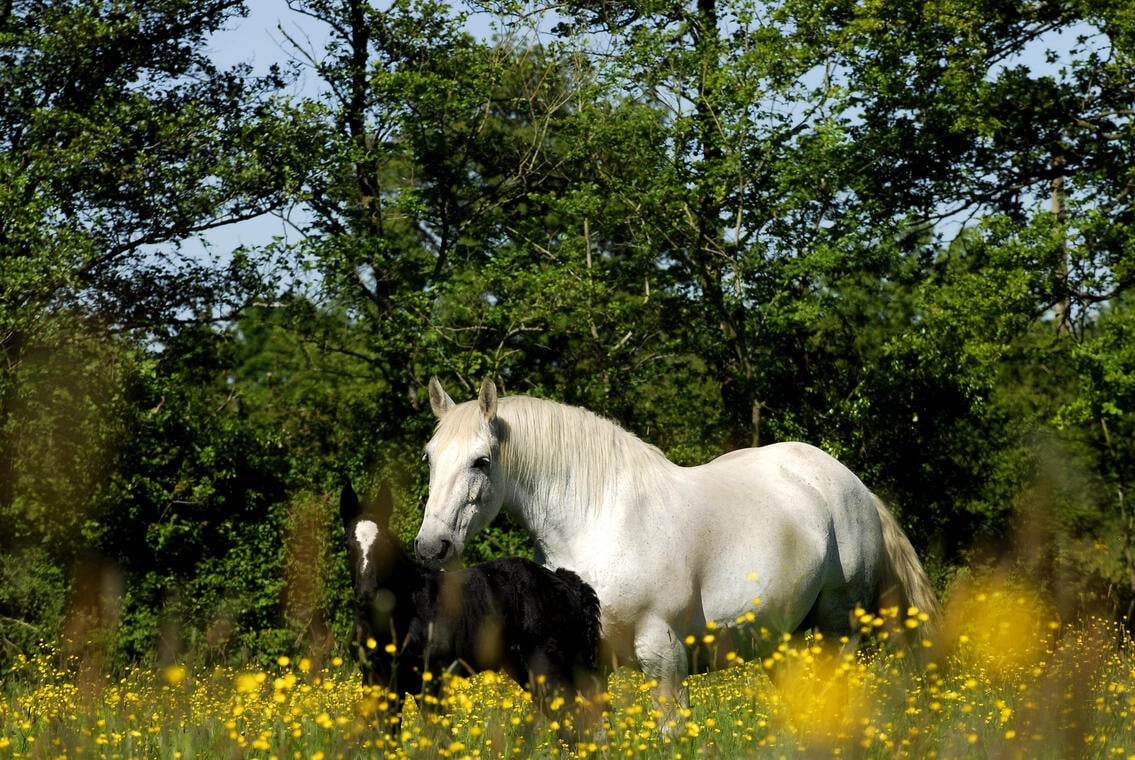 Saosnois.Chassé+Percherons