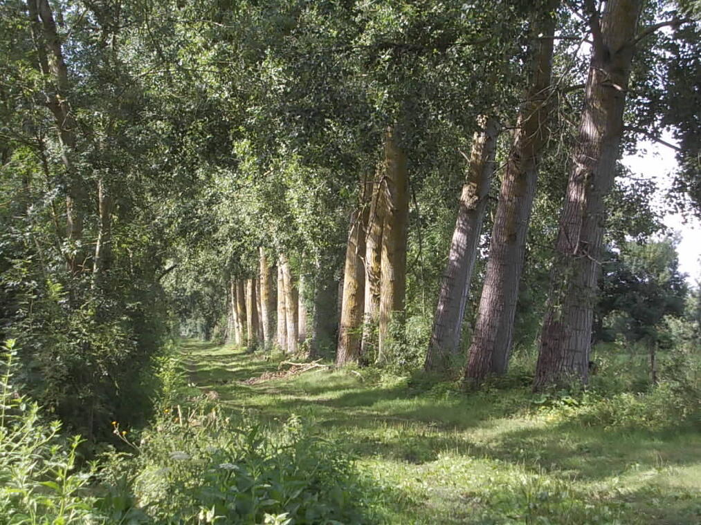 sentier-pédestre-le-mazeau-85-iti