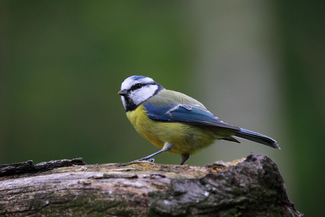 blue-tit-g1ad6ef922_1920