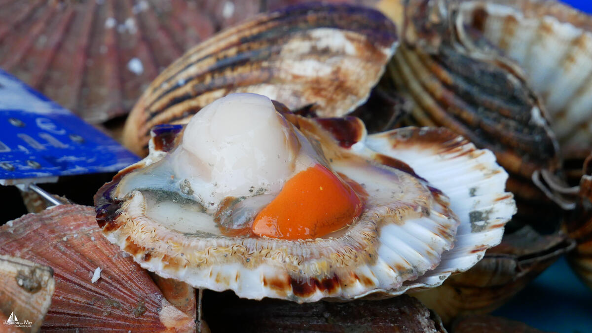 Marché de L'Aiguillon-sur-Mer