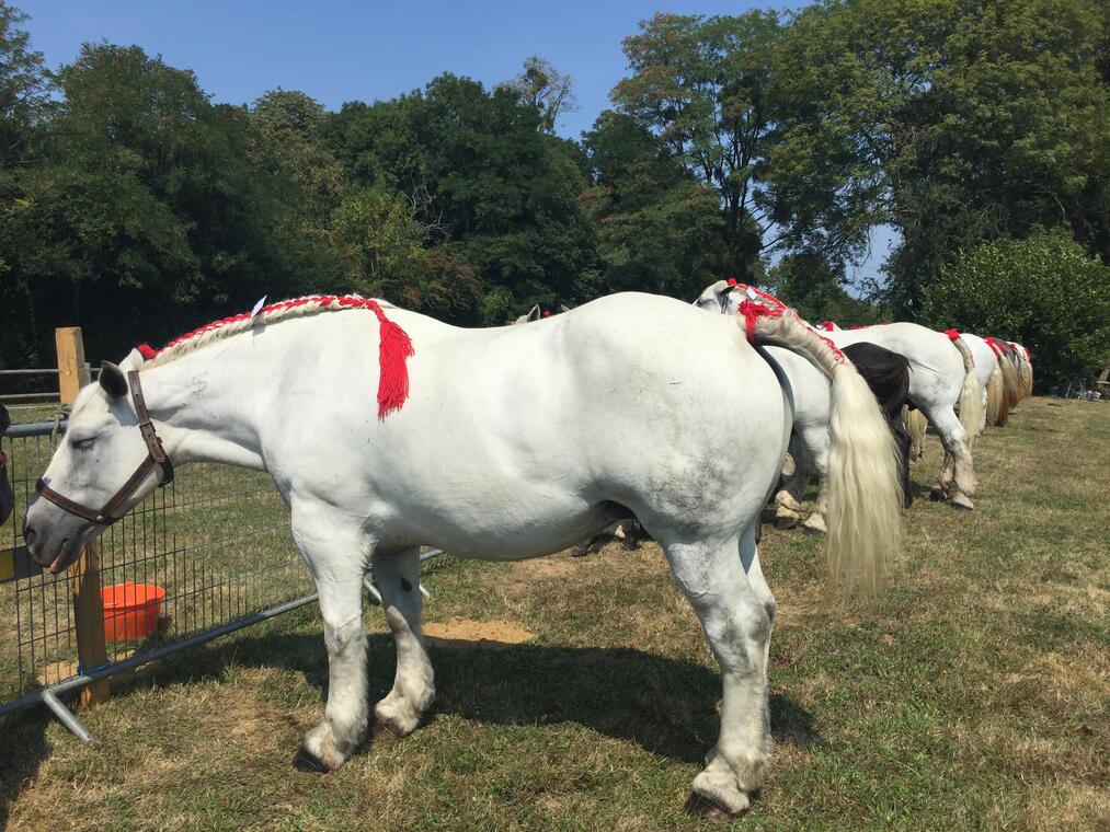 percherons 1