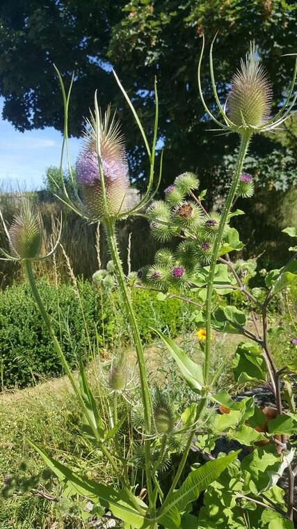 plantes mal aimées