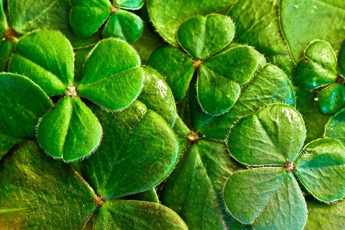 shamrocks-2139855_1920