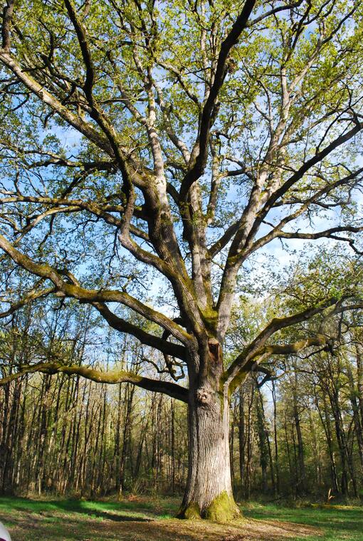 SP Arbres remarquables