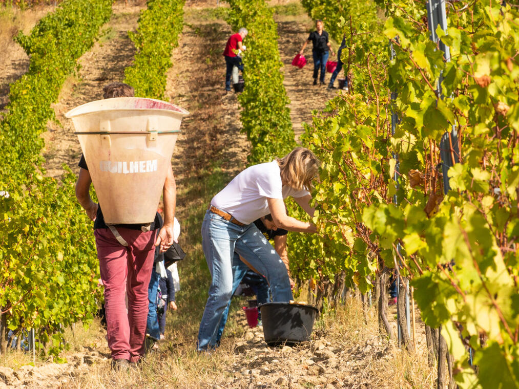 Vendanges au Château Guilhem