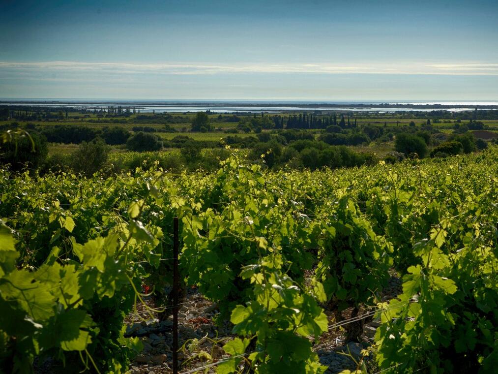 VIGNOBLES CAP LEUCATE-LA PALME