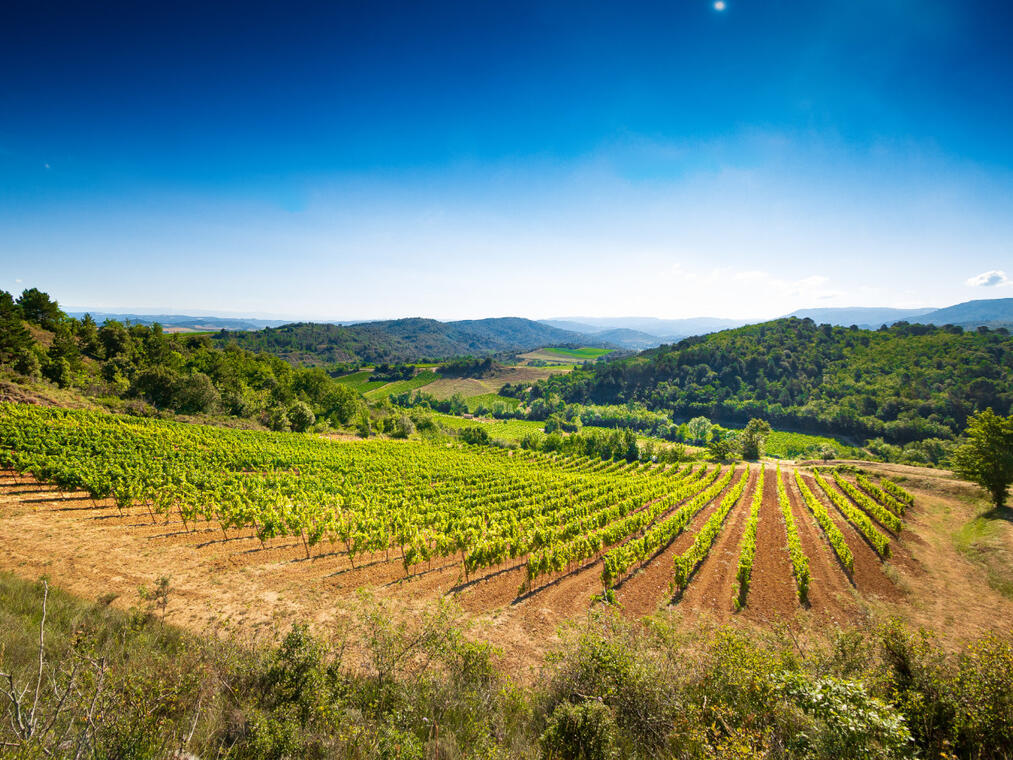 Circuit du Vignoble de la Vallée du Cougaing