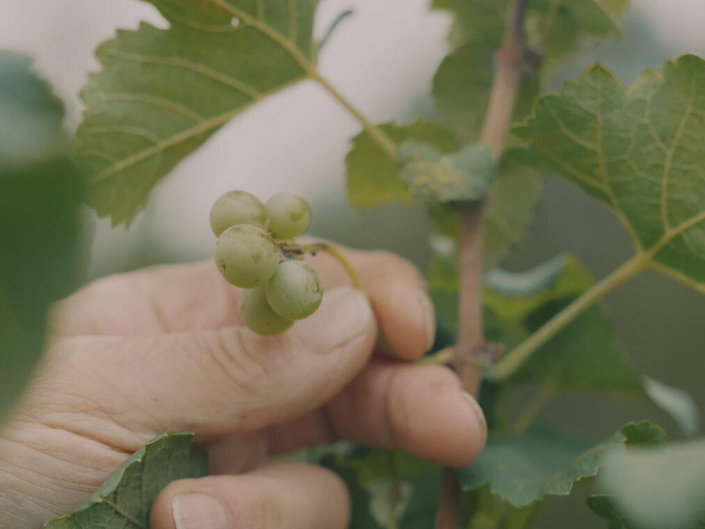 Vignes de St Hilaire