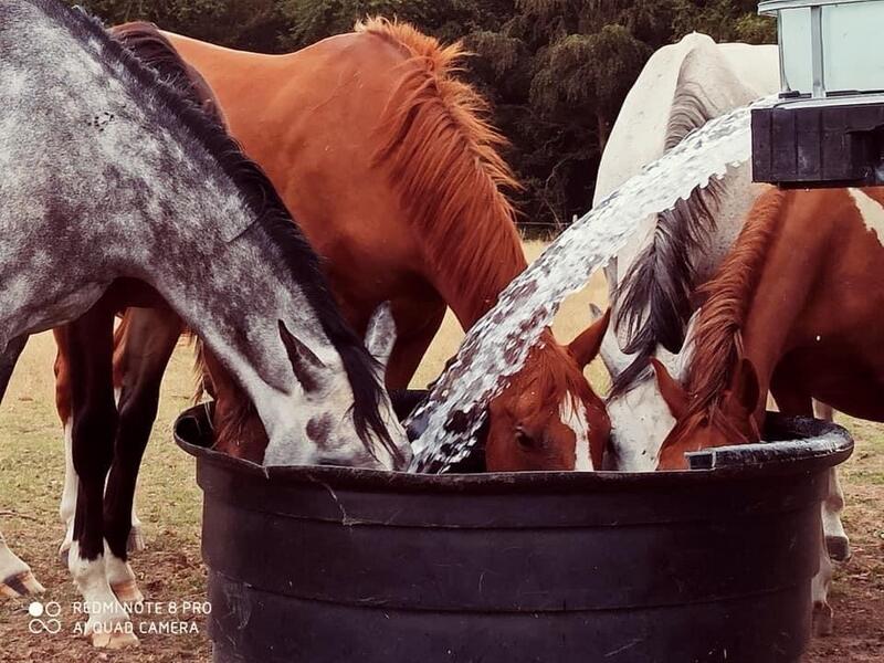 1Ecurie Optimum Horses (5)