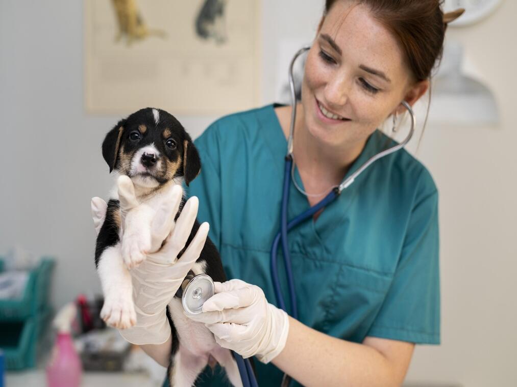 Veterinaire