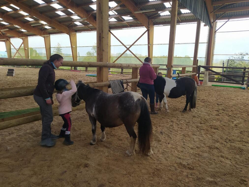 poney chevaux de marolles