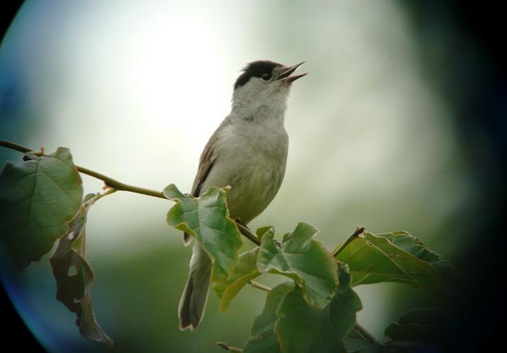chants d'oiseaux