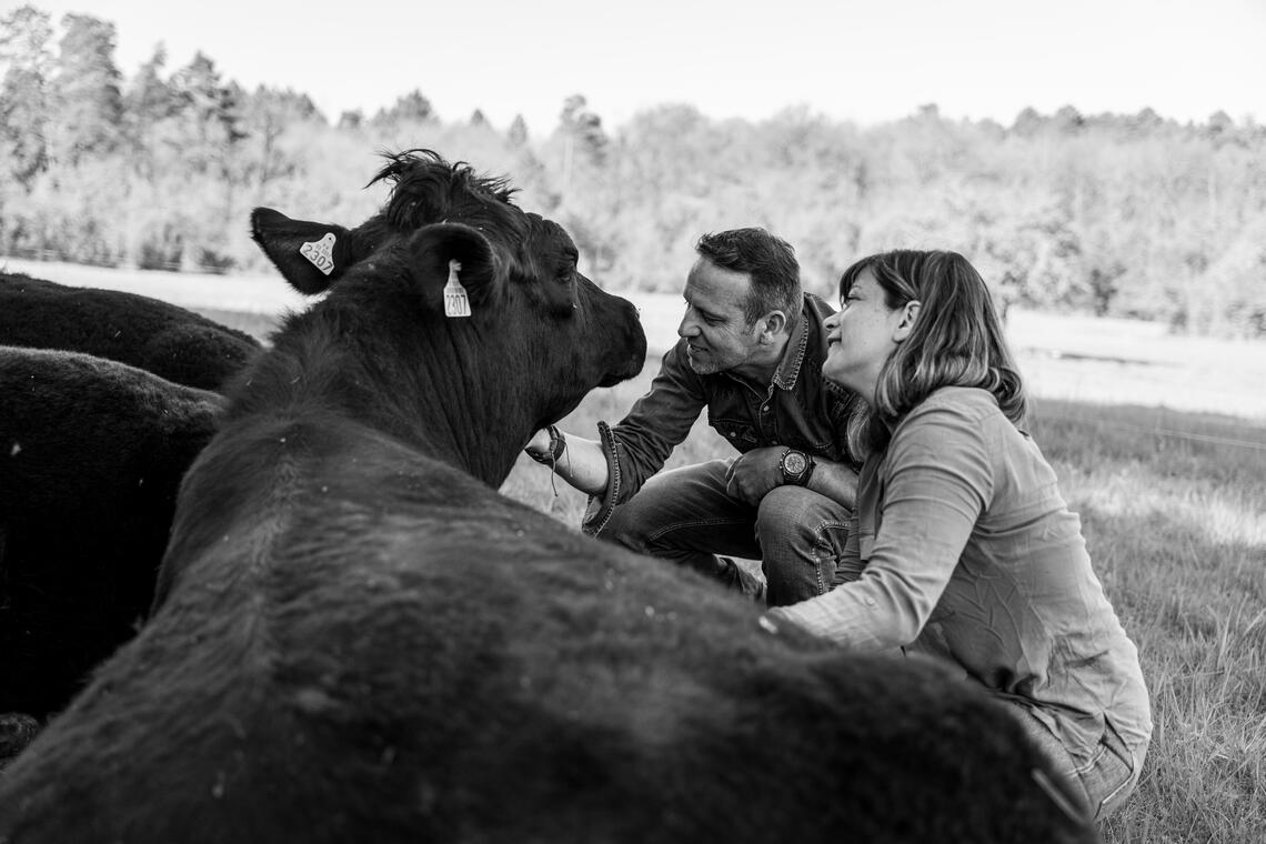 Les Prairies de Laloubarie - Elevage Angus