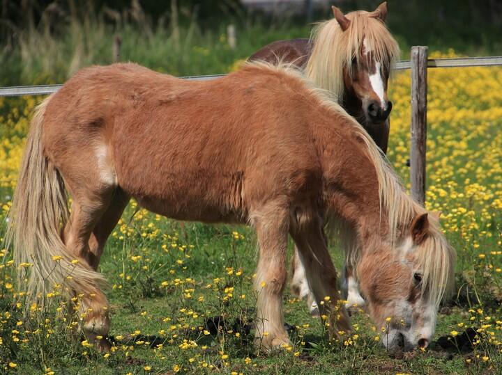 Poneys