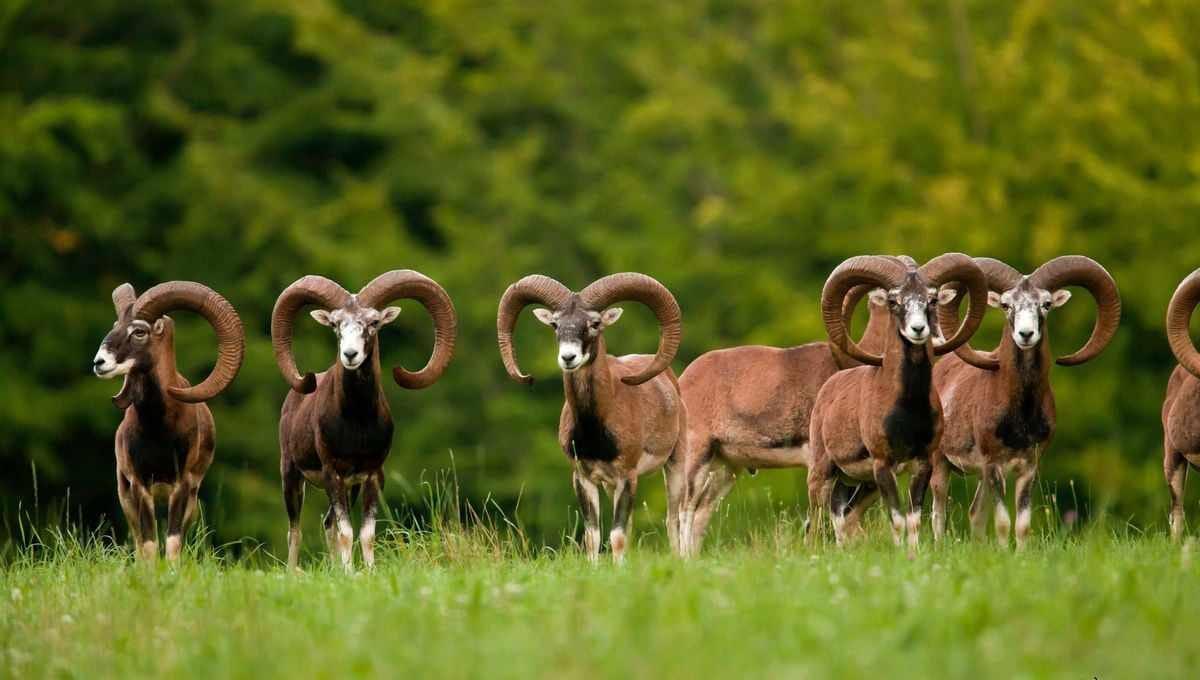 mouflons