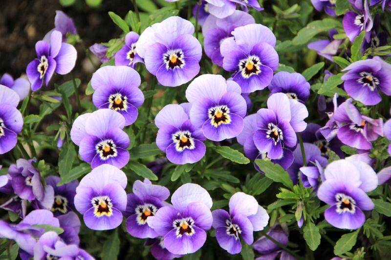 Fleurs_Violette
