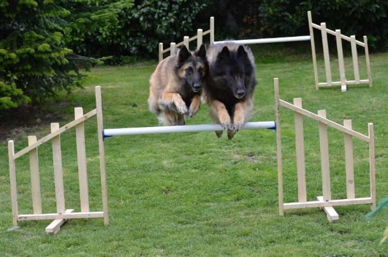 chien_agility