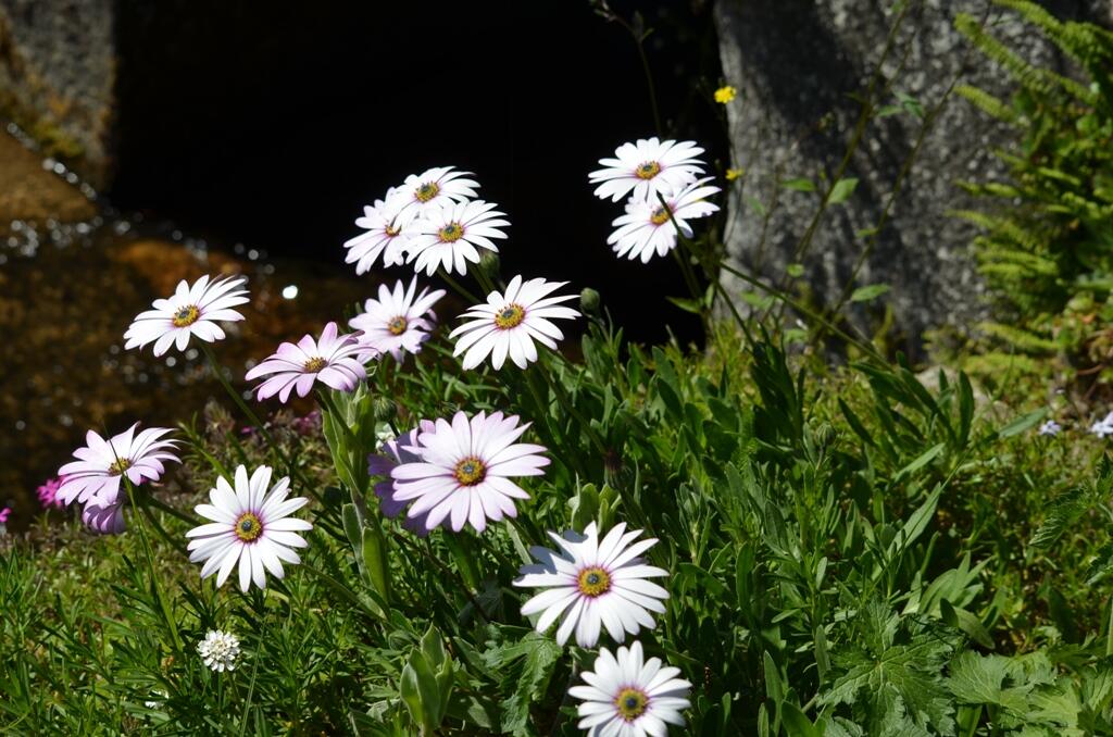 Foire aux plants_1