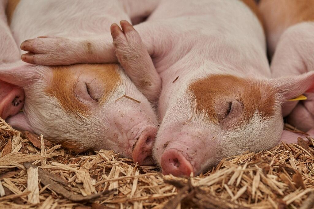 La Ferme des 3 Petits Cochons_1