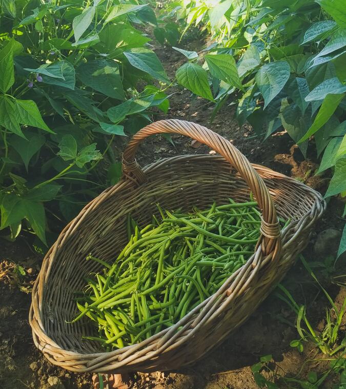 Les jardins de la récolte_1