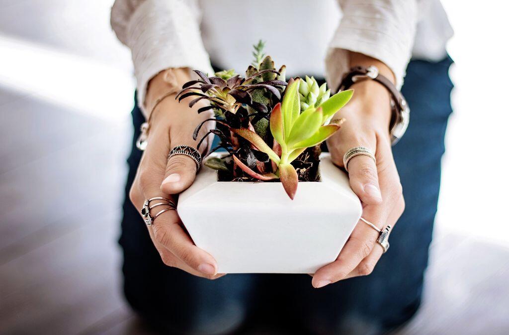 troc de plante