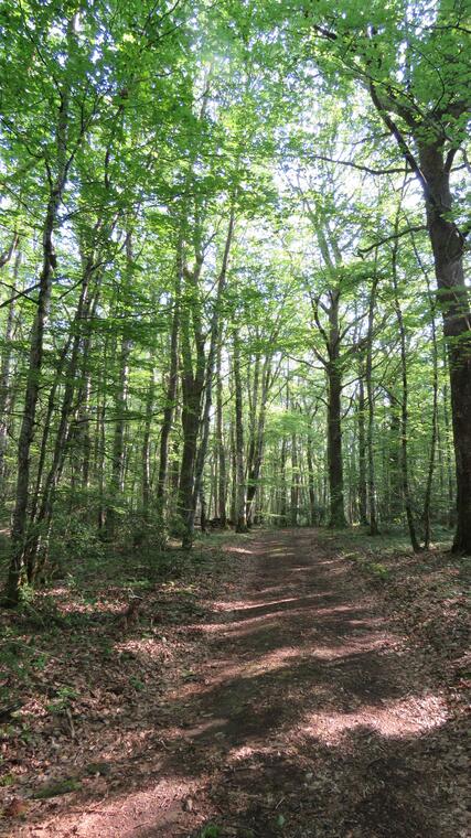 Forêt des grand bois