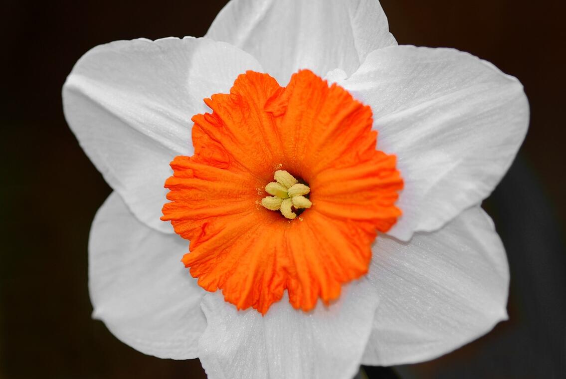 flower-56420_1280