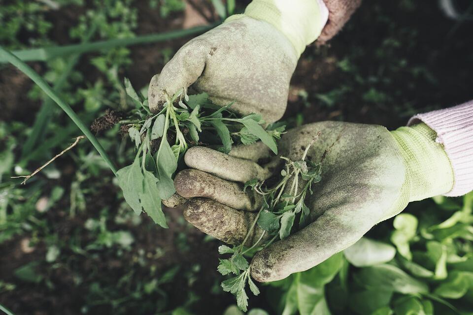 gardening-2518377_960_720