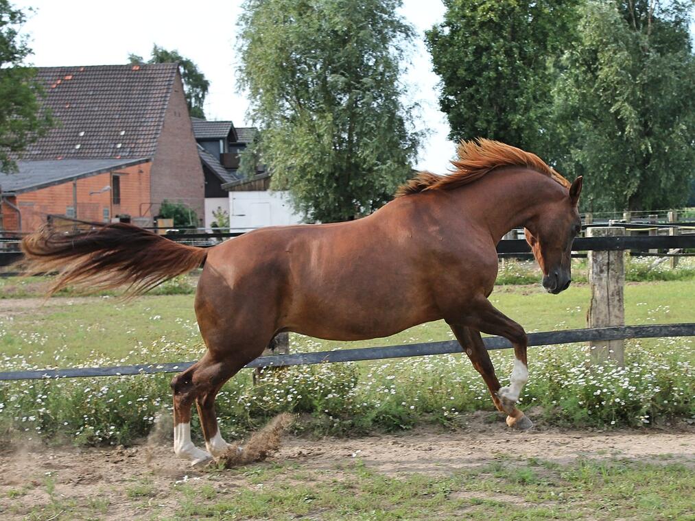 horse-g38832780c_1280
