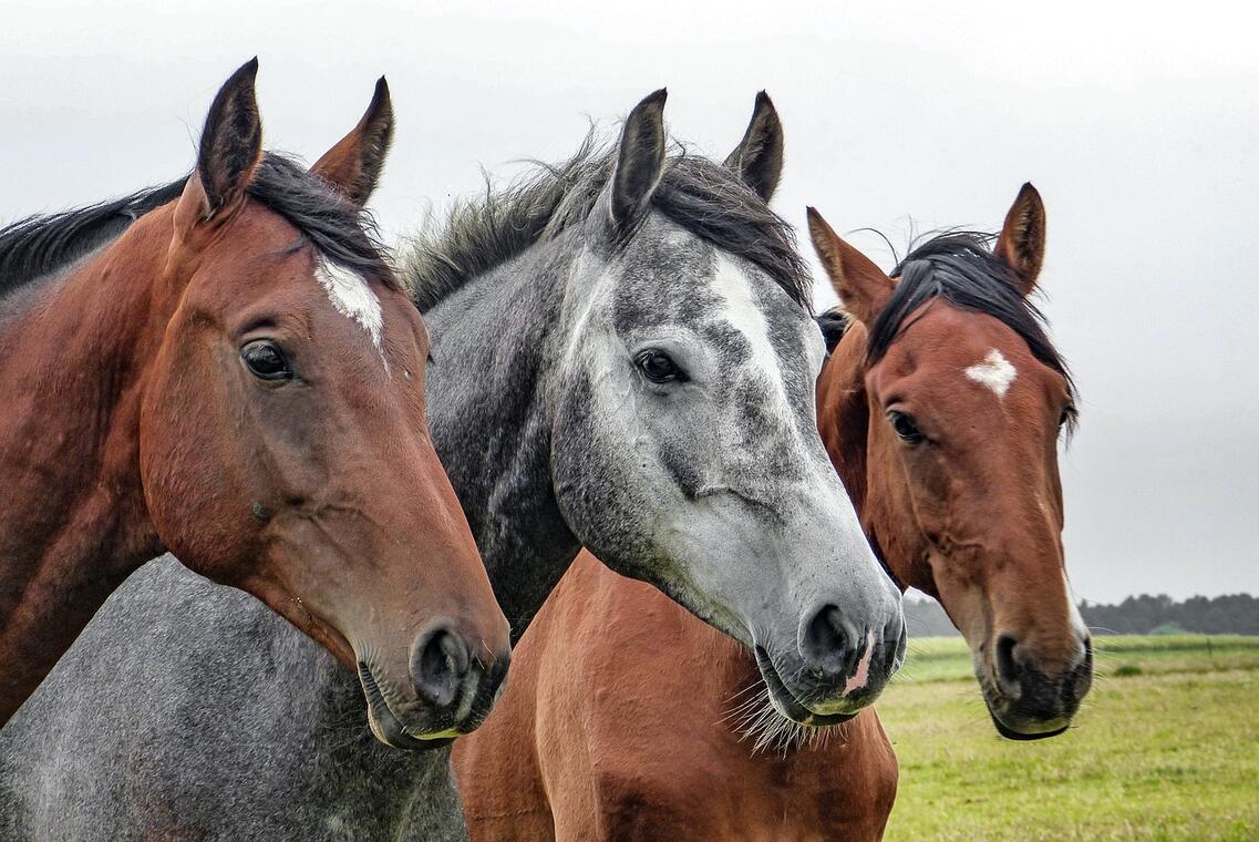 horses-1414889_1280