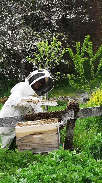 régine récupérant un essain d'abeilles la cité des insectes