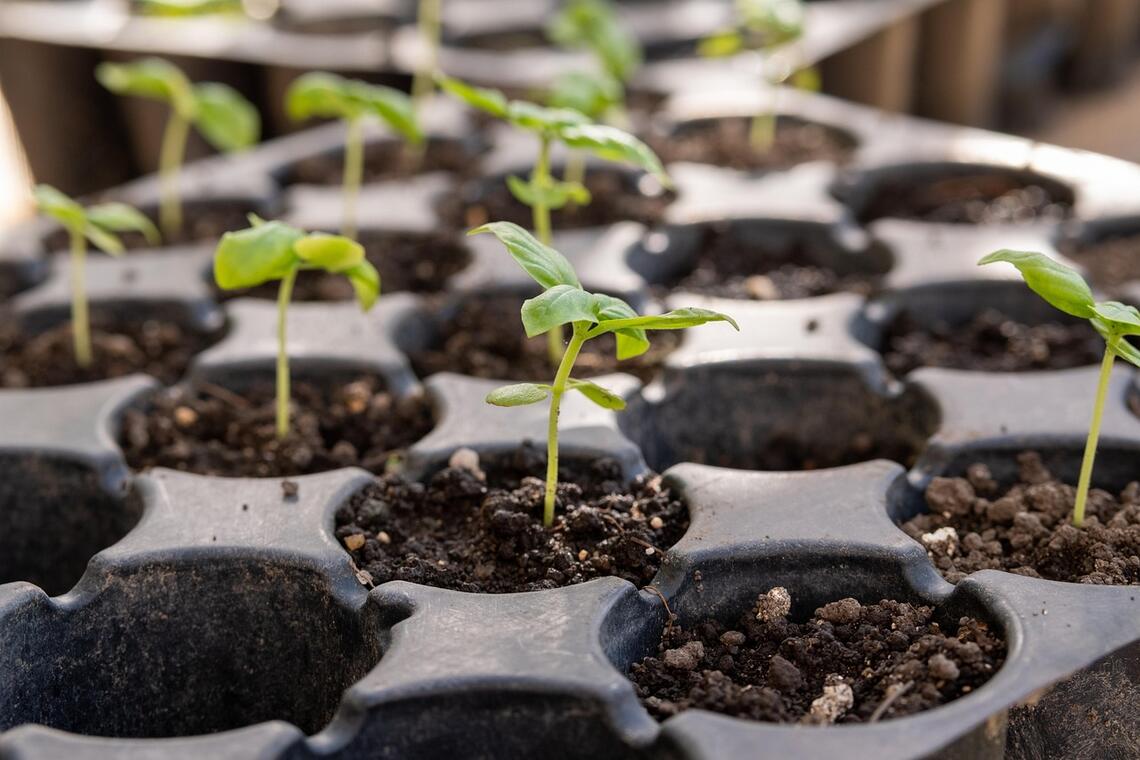 seedling-4394118_1280