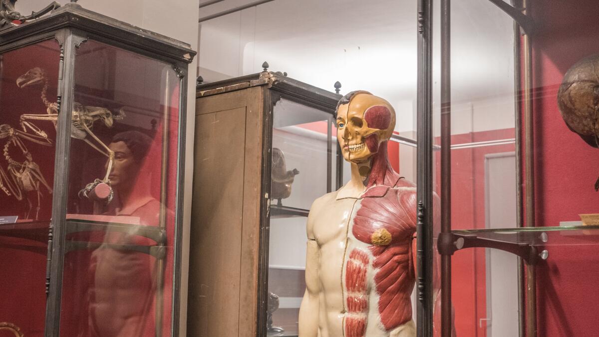 VOYAGE AU COEUR DE L'ANATOMIE