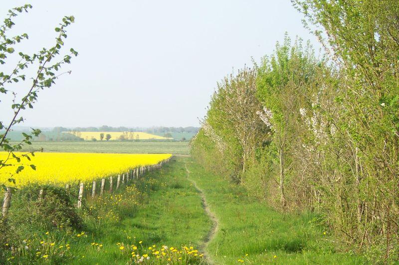 Entre étang et forêt