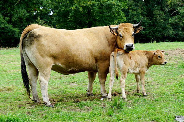 vache aubrac