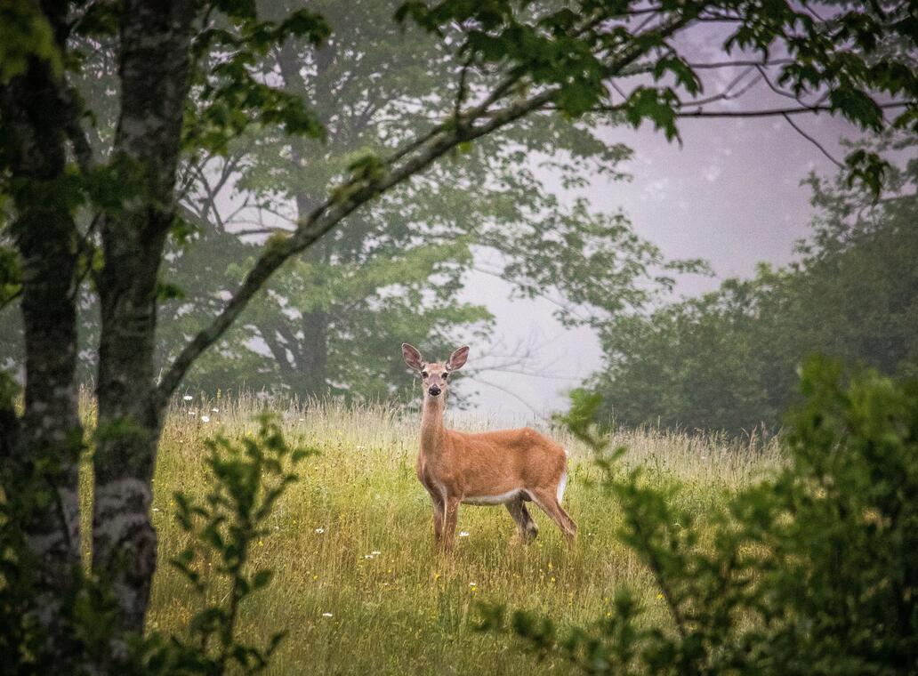 Biche