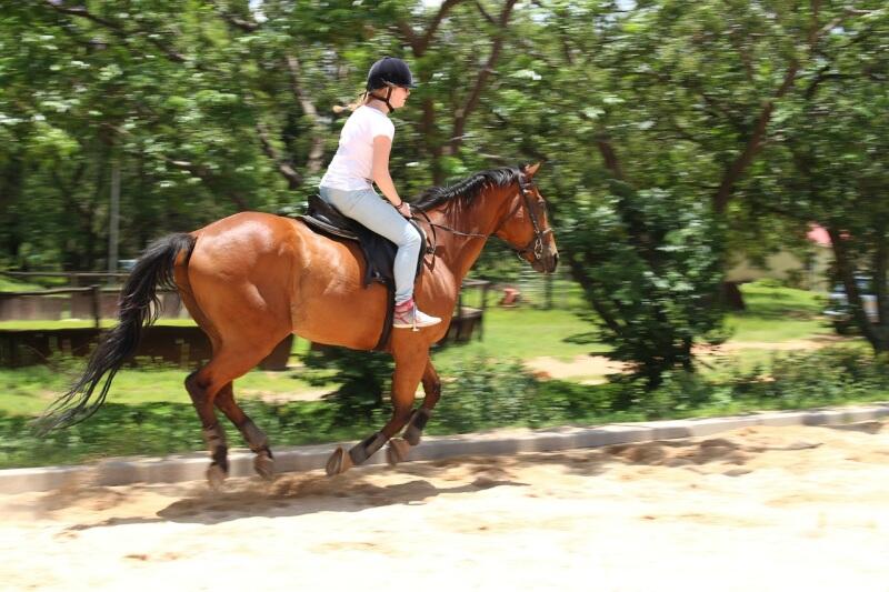 Centre equestre