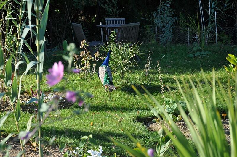 Jardin exotique Cosy Home
