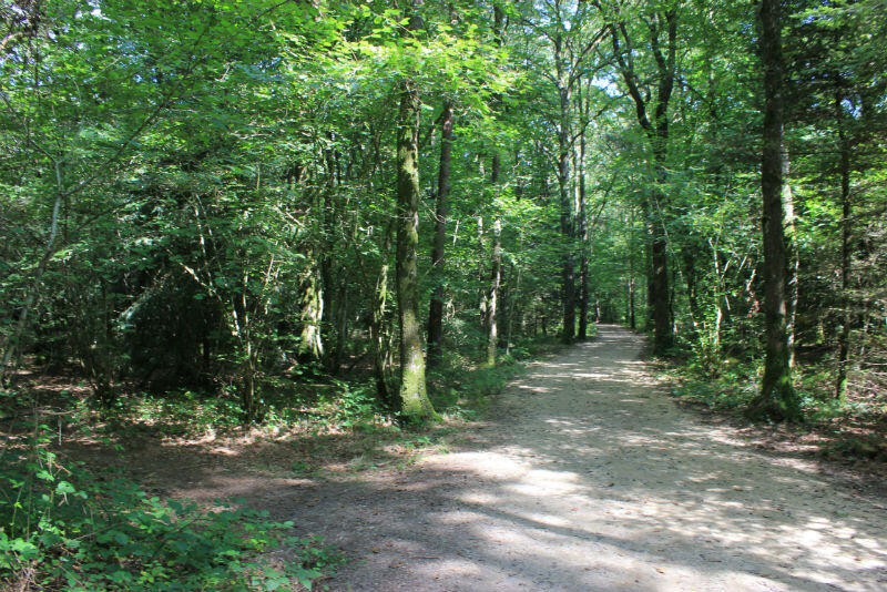 Le Bois de Soeuvres - Vern-sur-Seiche (7)