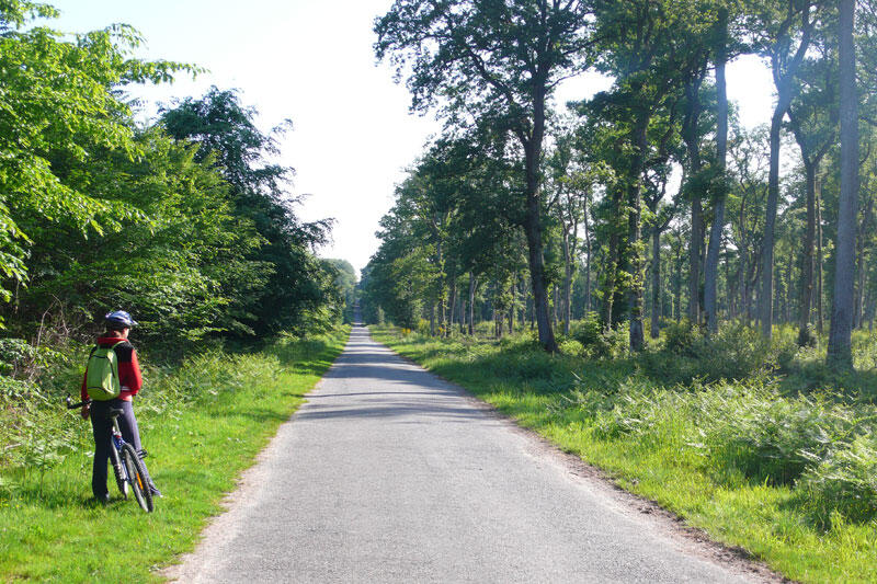 Forêt de Rennes