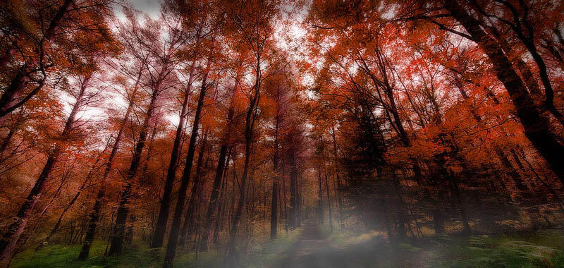 Forêt de Brocéliande