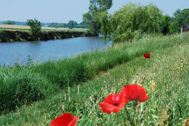 Coquelicot à Brain-sur-Vilaine