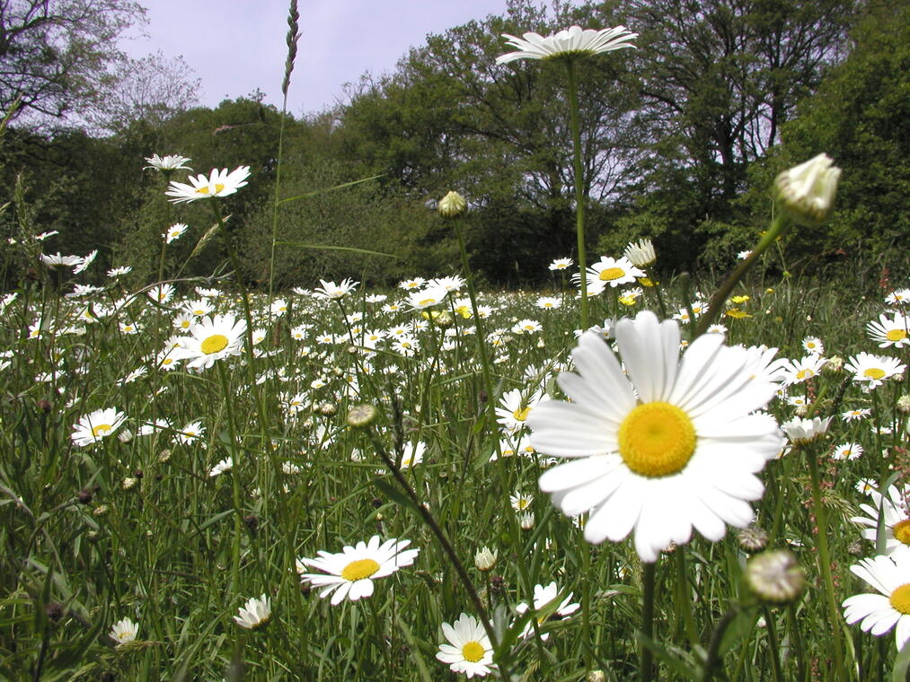 Marguerite