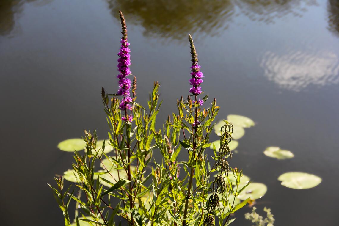 Fleurs